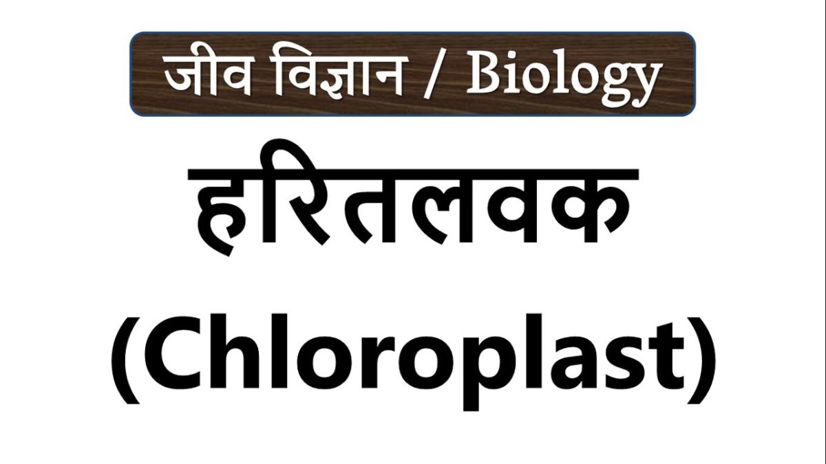 हरितलवक क्या हैं? What is Chloroplast in Hindi